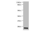 All lanes: Cytidine deaminase at 2ug/ml+293T whole cell lysate<br />
Secondary<br />
Goat polyclonal to Rabbit IgG at 1/10000 dilution<br />
Predicted band size: 17 kDa<br />
Observed band size: 17 kDa<br />