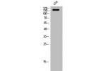 Western Blot analysis of COS cells using Abl1 Polyclonal Antibody