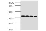 Western blot<br />
All lanes:IgG receptor FcRn large subunit p51 antibody at 2ug/ml<br />
Lane 1:HepG2 whole cell lysate<br />
Lane 2:mouse liver tissue<br />
Lane 3:mouse spleen tissue<br />
Lane 4:A549 whole cell lysate<br />
Secondary<br />
Goat polycl