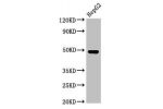 Western Blot<br />
Positive WB detected in:HepG2 whole cell lysate<br />
All lanes:FDPS antibody at 3