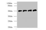 Western blot<br />
All lanes: FDXR antibody at 6ug/ml<br />
Lane 1 : A549 whole cell lysate<br />
Lane 2 : Mouse liver tissue<br />
Lane 3 : HepG-2 whole cell lysate<br />
Lane 4 : U251 whole cell lysate<br />
Secondary<br />
Goat polyclonal to Rabbit IgG