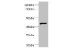 Western blot<br />
All lanes: FFAR3 antibody at 0.5ug/ml+Mouse kidney tissue<br />
Goat polyclonal to rabbit at 1/10000 dilution<br />
Predicted band size: 39 kDa<br />
Observed band size: 39 kDa<br />