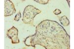 Immunohistochemistry of paraffin-embedded human placenta using CSB-PA008607LA01HU at dilution 1:100