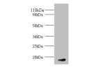 All lanes: Fibroblast growth factor 1 antibody at 2ug/ml+293T whole cell lysate<br />
Secondary<br />
Goat polyclonal to Rabbit IgG at 1/10000 dilution<br />
Predicted band size: 17kDa<br />
Observed band size: 17kDa<br />