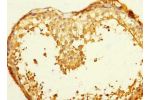 Immunohistochemistry of paraffin-embedded human testis tissue CSB-PA008618ESR1HU at dilution 1:100