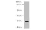 Western blot<br />
All lanes: FGF19 antibody IgG at 3.26ug/ml+ Mouse brain tissue<br />
Secondary<br />
Goat polyclonal to rabbit IgG at 1/10000 dilution<br />
Predicted band size: 24 kDa<br />
Observed band size: 24 kDa<br />