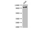 Western Blot<br />
Positive WB detected in:A549 whole cell lysate<br />
All lanes: Fgfrl1 antibody at 3.4ug/ml<br />
Secondary<br />
Goat polyclonal to rabbit IgG at 1/50000 dilution<br />
Predicted band size: 92,74,7,91,96,83,64,82,56,75,55,17,34 kDa<br 