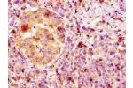 IHC image of CSB-PA008648LA01HU diluted at 1:100 and staining in paraffin-embedded human pancreatic tissue performed on a Leica BondTM system. After dewaxing and hydration, antigen retrieval was mediated by high pressure in a citrate buffer (pH 6.0). Sect