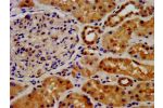 IHC image of CSB-PA008650LA01HU diluted at 1:500 and staining in paraffin-embedded human kidney tissue performed on a Leica BondTM system. After dewaxing and hydration, antigen retrieval was mediated by high pressure in a citrate buffer (pH 6.0). Section 