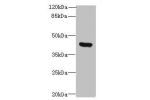 Western blot<br />
All lanes: FIBP antibody at 6ug/ml+ MCF7 whole cell lysate<br />
Goat polyclonal to rabbit at 1/10000 dilution<br />
Predicted band size: 42 kDa<br />
Observed band size: 42 kDa<br />