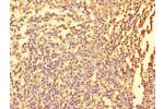 Immunohistochemistry of paraffin-embedded human tonsil tissue using CSB-PA008676LA01HU at dilution of 1:100