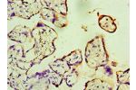Immunohistochemistry of paraffin-embedded human placenta using CSB-PA008698ESR1HU at dilution 1:100