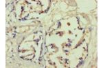 Immunohistochemistry of paraffin-embedded human prostate tissue using CSB-PA008712HA01HU at dilution 1:100