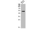 Western blot analysis of mouse-lung lysis using GATA-2/3 antibody.