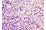 Immunohistochemistry of paraffin-embedded human tonsil tissue using CSB-PA008734LA01HU at dilution 1:100