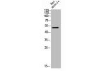 Western Blot analysis of RAT-MUSCLE cells using GFAP Polyclonal Antibody