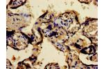 Immunohistochemistry of paraffin-embedded human placenta tissue using CSB-PA008791LA01HU at dilution of 1:100
