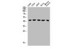 Western Blot analysis of L929 COLO 293T HELA MOUSE-brain cells using GHRH-R Polyclonal Antibody
