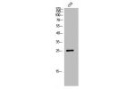Western Blot analysis of COS7 cells using GPR40 Polyclonal Antibody