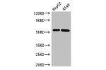 Western Blot<br />
Positive WB detected in:HepG2 whole cell lysate,A549 whole cell lysate<br />
All lanes:GABRB3 antibody at 2.7