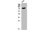 Western Blot analysis of COLO cells using EMR2 Polyclonal Antibody