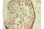 Immunohistochemistry of paraffin-embedded human testis using CSB-PA009186EA01HUat dilution 1:100