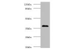 Western blot<br />
All lanes:GALT antibody at 2ug/ml+mouse small intestine tissue<br />
Secondary<br />
Goat polyclonal to Rabbit IgG at 1/15000 dilution<br />
Predicted band size: 44,32 kDa<br />
Observed band size: 43 kDa<br />