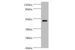 All lanes: Trans-acting T-cell-specific transcription factor GATA-3 antibody at 6ug/ml+mcf-7 whole cell lysate<br />
Secondary<br />
Goat polyclonal to rabbit at 1/10000 dilution<br />
Predicted band size: 48,49 kDa<br />
Observed band size: 48 kDa<br />