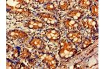 Immunohistochemistry of paraffin-embedded human small intestine tissue using CSB-PA00929A0Rb at dilution of 1:100