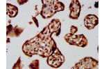 IHC image of CSB-PA009305LA01HU diluted at 1:300 and staining in paraffin-embedded human placenta tissue performed on a Leica BondTM system. After dewaxing and hydration, antigen retrieval was mediated by high pressure in a citrate buffer (pH 6.0). Sectio