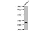 Western Blot<br />
Positive WB detected in:Rat stomach tissue<br />
All lanes:GCLM antibody at 3