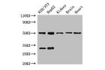 Western Blot<br />
Positive WB detected in:NIH/3T3 whole cell lysate,HepG2 whole cell lysate,Mouse kindey tissue,Mouse brain tissue,Rat heart tissue<br />
All lanes:GCM2 antibody at 2