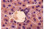 Immunohistochemistry of paraffin-embedded mouse liver using CSB-PA009349LA01MO at dilution 1:50