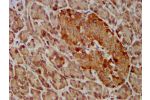 IHC image of CSB-PA009363LA01HU diluted at 1:400 and staining in paraffin-embedded human pancreatic tissue performed on a Leica BondTM system. After dewaxing and hydration, antigen retrieval was mediated by high pressure in a citrate buffer (pH 6.0). Sect