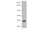 Western blot<br />
All lanes: GH2 antibody at 16ug/ml+ Mouse Skeletal muscle tissue<br />
Goat polyclonal to rabbit at 1/10000 dilution<br />
Predicted band size: 26,29,24,28 kDa<br />
Observed band size: 25 kDa<br />