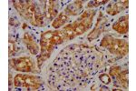 IHC image of CSB-PA009413LA01HU diluted at 1:200 and staining in paraffin-embedded human kidney tissue performed on a Leica BondTM system. After dewaxing and hydration, antigen retrieval was mediated by high pressure in a citrate buffer (pH 6.0). Section 