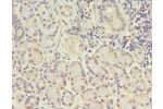 Immunohistochemistry of paraffin-embedded human pancreas tissue using CSB-PA009455DA01HU at dilution 1:100