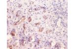 Immunohistochemistry of paraffin embedded human kidney using CSB-PA009474LA01HU at dilution of 1:100