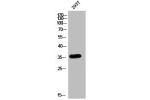 Western Blot analysis of 293T cells using ApoE Polyclonal Antibody