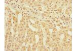 Immunohistochemistry of paraffin-embedded human adrenal gland tissue using CSB-PA009515ESR2HU at dilution 1:100