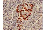 Immunohistochemistry of paraffin-embedded human pancreatic tissue using CSB-PA009601LA01HU at dilution of 1:100