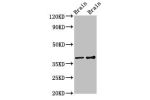 Western Blot<br />
Positive WB detected in:Rat brain tissue,Mouse brain tissue<br />
All lanes:GNB1 antibody at 3