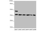 Western blot<br />
All lanes:GNB2 antibody at 2.22 ug/ml<br />
Lane 1 : Mouse liver tissue<br />
Lane 2 : Mouse lung tissue<br />
Lane 3 : NIH/3T3 whole cell lysate<br />
Lane 4 : Jurkat whole cell lysate<br />
Lane 5 : 293T whole cell lysate<br />
Lane 6