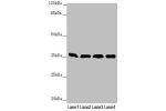 Western blot<br />
All lanes:GNB2 antibody at 1.87 ug/ml<br />
Lane 1 : Mouse liver tissue<br />
Lane 2 : Mouse lung tissue<br />
Lane 3 : NIH/3T3 whole cell lysate<br />
Lane 4 : Jurkat whole cell lysate<br />
Secondary<br />
Goat polyclonal to rabbit Ig