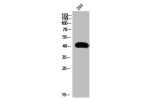 Western Blot analysis of 293 cells using Cleaved-Kininogen-1 HC (K380) Polyclonal Antibody