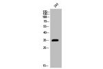 Western Blot analysis of 293 cells using Arginase I Polyclonal Antibody