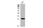 Western Blot analysis of 293T cells using BSX Polyclonal Antibody