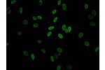Immunofluorescent analysis of Hela cells (sodium butyrate,30 mM, 4h) using CSB-PA010100PA11acHU at a dilution of 1:100 and Alexa Fluor 488-congugated AffiniPure Goat Anti-Rabbit IgG(H+L)