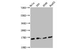 Western Blot<br />
Positive WB detected in:Hela whole cell lysate,293 whole cell lysate,A549 whole cell lysate,HepG2 whole cell lysate<br />
All lanes:H3F3A antibody at 1.45