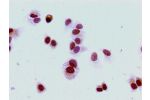 Immunocytochemistry analysis of MCF-7 cells using CSB-PA010380PA16me2HU at dilution of 1:100